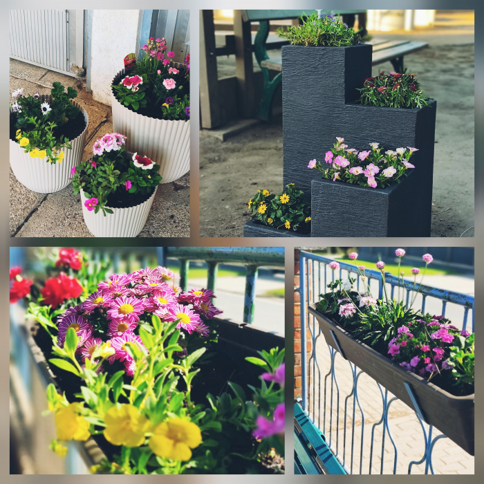blumen.jpg